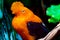 Orange Andean of the Rock Bird