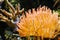 Orange anemone in aquarium