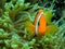 Orange Anemone Fish