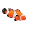 Orange anemonefish isolated on white.Tropical reef fish -
