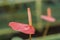 Orange Anthurium flower