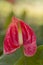 Orange Anthurium flower