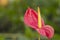 Orange Anthurium flower