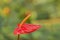 Orange Anthurium flower