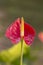 Orange Anthurium flower