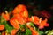 Orange Anthurium flower or flamingo flower in the garden
