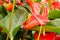 Orange anthurium spadix and spathe growing on plants