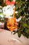 Orange aperol spritz alcoholic summer drink near green plant in cafe