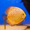 Orange aquarium fish Discus on blue background