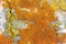 Orange Arctic Lichen
