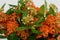 Orange Asclepias flower fon white background