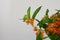 Orange Asclepias flower fon white background