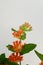 Orange Asclepias flower fon white background