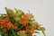 Orange Asclepias flower fon white background