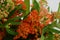 Orange Asclepias flower fon white background