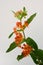 Orange Asclepias flower fon white background