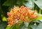 Orange ashoka flowers Saraca indica