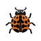 Orange Asian Ladybird