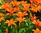Orange Asian lilies