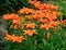 Orange Asian lilies in garden