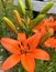 Orange Asiatic lilies blooming in a garden