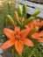 Orange Asiatic lilies blooming in a garden