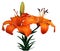 Orange Asiatic Lily