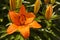 Orange Asiatic Lily