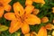 Orange asiatic lily flower and buds