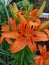 Orange Asiatic Lily in full bloom.