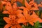 Orange Asiatic Lily Group