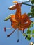 Orange Asiatic Tiger Lillies