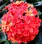 orange asoka flowers in the garden