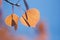 Orange Aspen Leaves Against Blue Sky