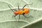 Orange assasin bug, Pselliopus species, Satara, Maharashtra
