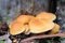 Orange Australian Coastal Mushrooms on Forest Floor in Leaf Litter
