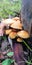 Orange Australian Coastal Mushrooms on Forest Floor in Leaf Litter