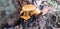 Orange Australian Coastal Mushrooms on Forest Floor in Leaf Litter