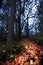 Orange Autumn Leaf Pathway through Dark Forest