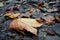 Orange autumn leaf with water drops lies on wet black ground in autumn in forest in twilight