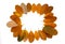 Orange autumn leaf on white background. Seasonal frame top view photo. Fall season flat lay with orange leaves