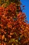 Orange autumn leaves of maple tree, Acer genus, against clear blue skies