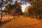 Orange autumn leaves pathway surrounded by rows of trees