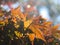 Orange Autumn Leaves Shining Under The Sunlight Background