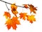 Orange autumn maple leaves isolated on white