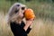 orange autumn pumpkin in children's hands with spiders in their hair, decor for the Halloween holiday