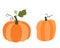 Orange autumn pumpkins with green stems, vector graphics for Thanksgiving