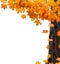 Orange autumnal branch of tree on isolated background