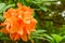 Orange Azalea flower in spring