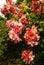 Orange Azalea flowering plant.